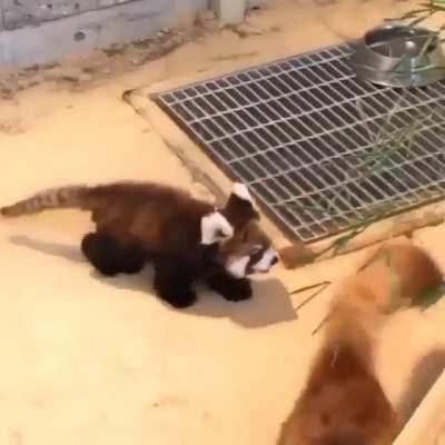 look at the fluffy baby jump !