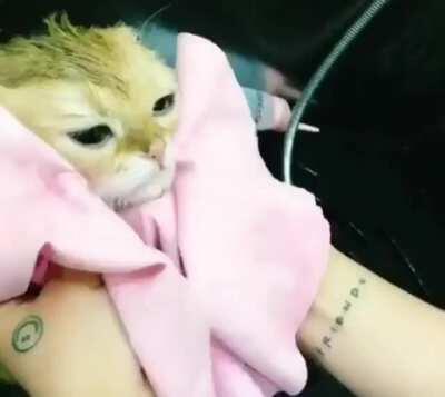 Adorable cat getting a scrub