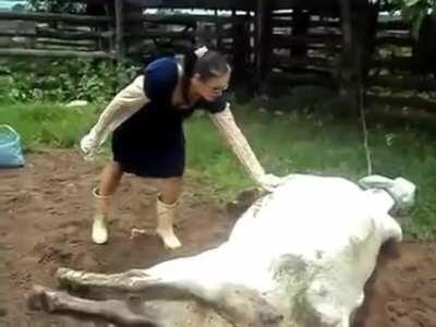 HMFT after I try to pet this cow