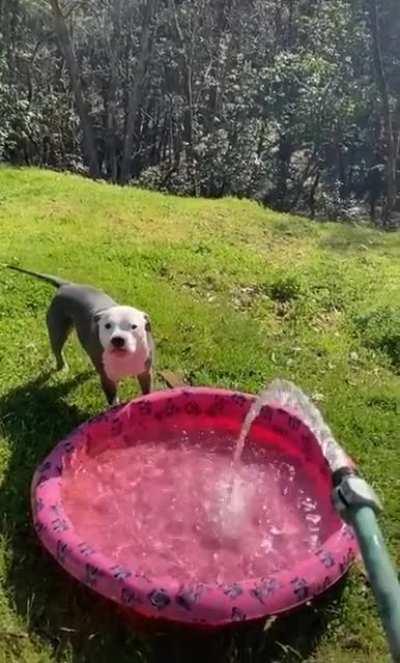 Zoomies and tail wags