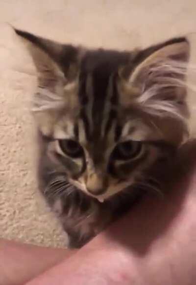 Such a cute squeaker