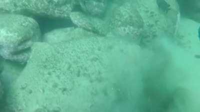 Octopus outsmarted the moray eel