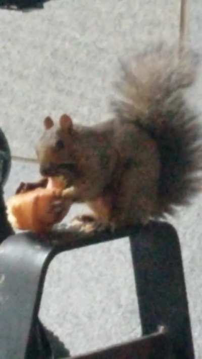 This French-Canadian squirrel is enjoying a croissant! 🇨🇦🇨🇵🐿🥐🤌