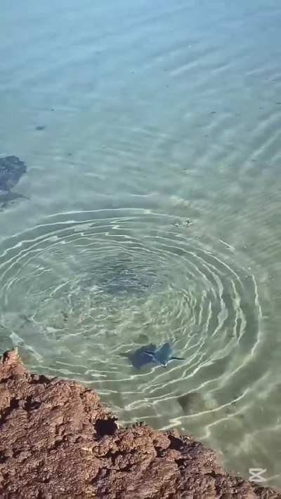 Así se la pasa un pingüino una tarde de otoño en Puerto Pirámides