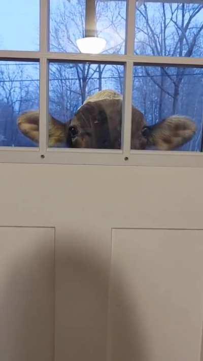 Hi I’m your new neighbor