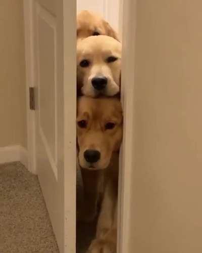 Pawvacy? No such thing in our dictionary