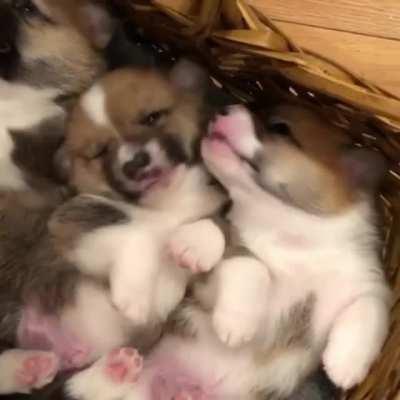 The most delicious nose