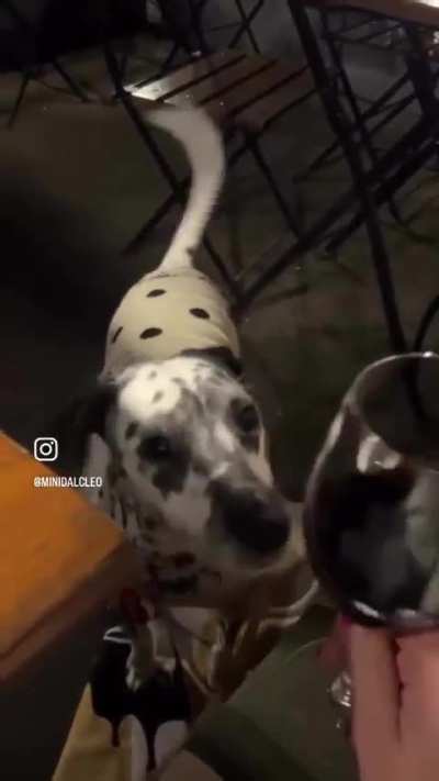 Cleo has a special trick to cheers your drink with snoot