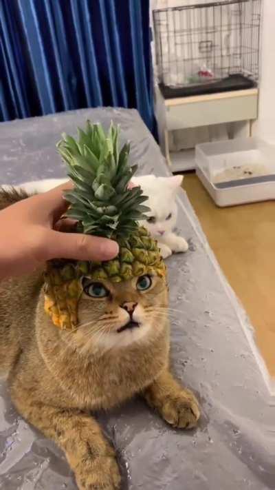 Meowmendra Bahubilli