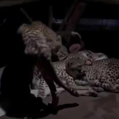 Cheetahs going to bed with a forest ranger