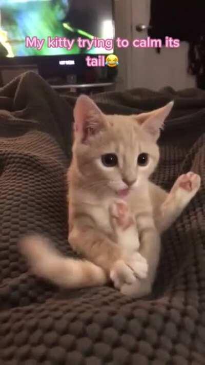 This Kitty is trying to calm its tail 😂