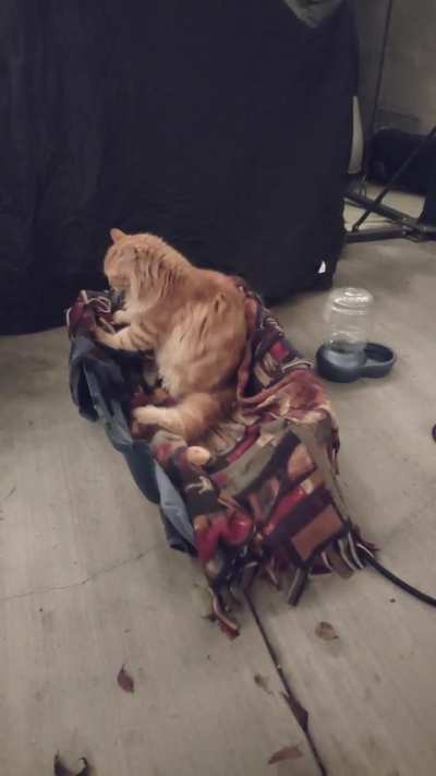 Gotta biscuit that bed before we sleep