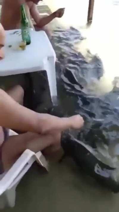 Cariñosos los perros en Veracruz.