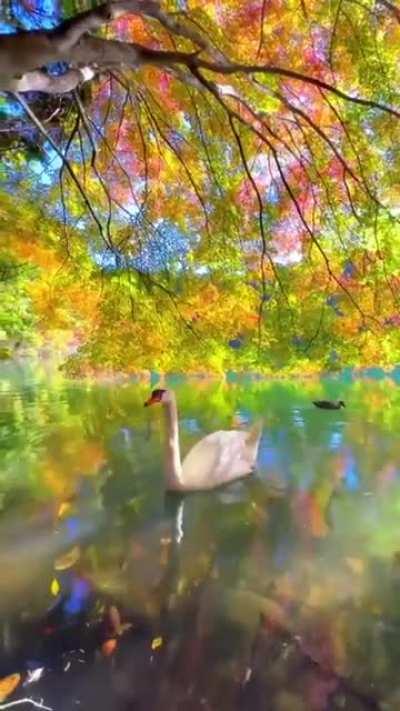 Meanwhile somewhere in paradise 🦢