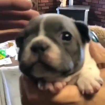 ... to be a badass junkyard dog.