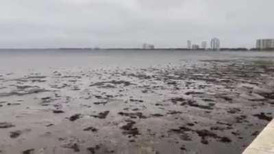 Tampa Bay Completely Receded As Hurricane Ian Approaches