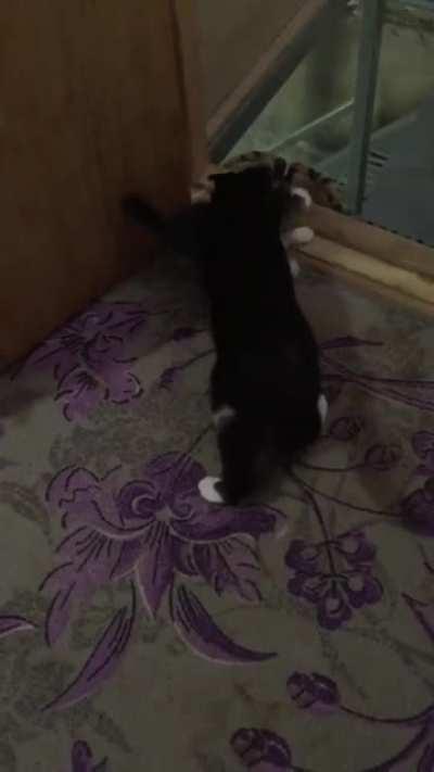 Older cat is worried about younger kitten going down the stairs and pulls it back