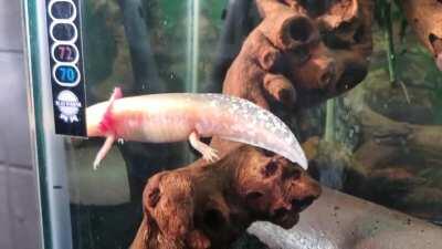 Starburst having a swim.