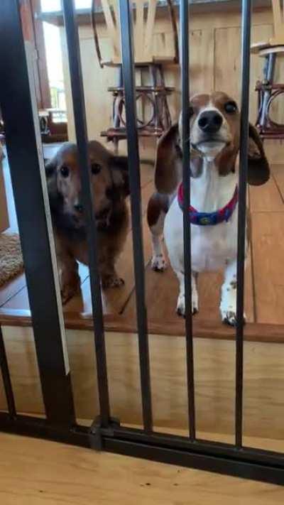 Look at those tails!