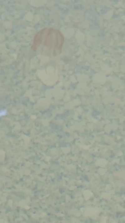 Does anyone know what type of little Jelly this is? 