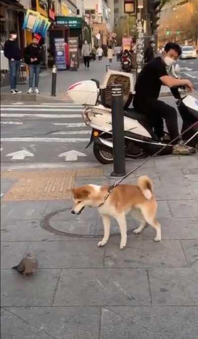 I'm a ferocious beast descended from the mighty wolf!