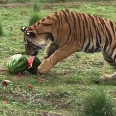 They're really ripping into that thing