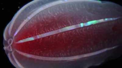 Comb jellies displaying their bands of iridescent cilia