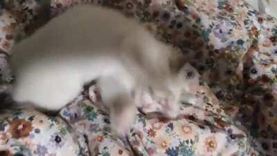 This is the single best video I have ever taken and encapsulates Milo's personality perfectly