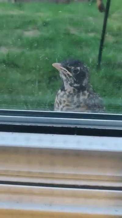 Angry birds suddenly isn't a game anymore