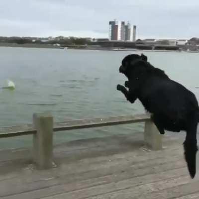 This dog ain't having no puppies