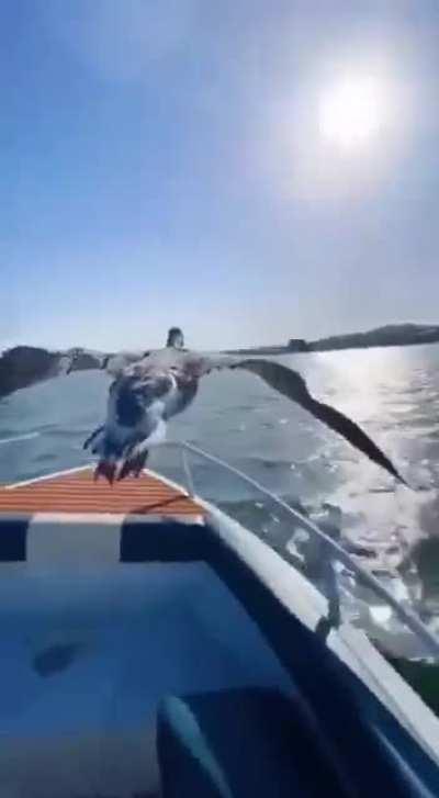 Feel like leading the pack 😀