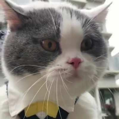 I think this cat is chilean