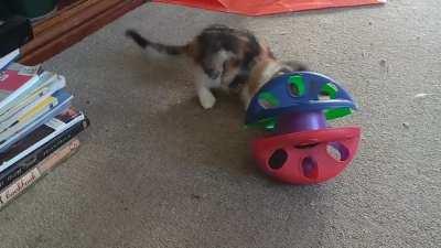 Feral Kitten Taming - Spitfire