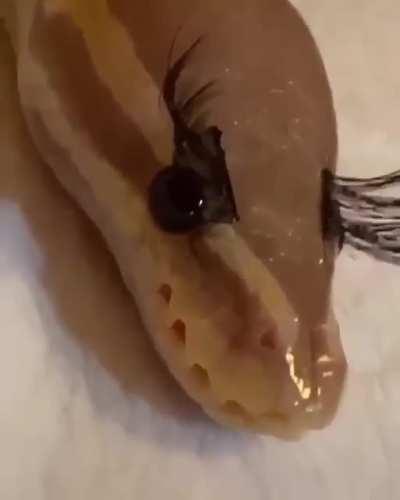 queen girl😂🤣😘🥰