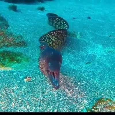 🔥 Moray eel