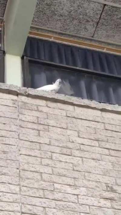 Anarchist cockatoo tears down spikes. No gods, no masters.