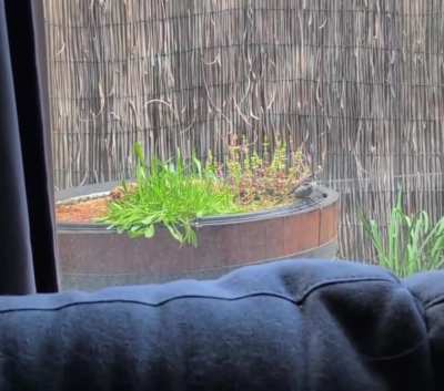 Baby New Holland's have found the pond