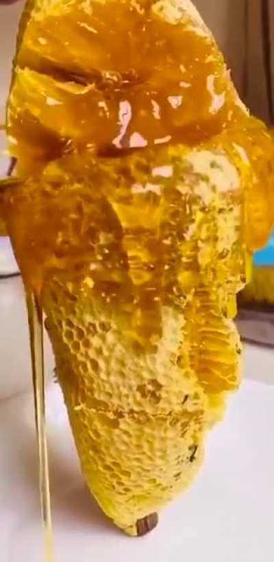 дикий мёд из дупла