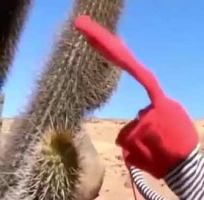 Aver cactus quedate quieto un momento 🤖