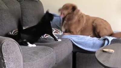 Telly the cat is a jerk