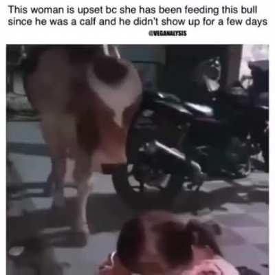 Bull tries to console his owner