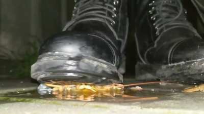 Helpless crawdad flattened under boots