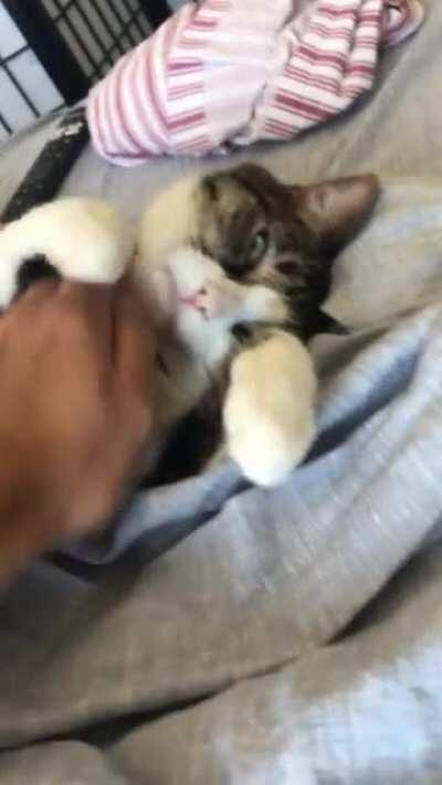 This is gus and he is lazy