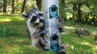🔥 Raccoons have five fingers that they use for many things, but mostly thievery 🔥