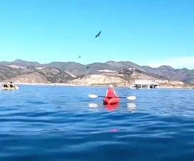 Go kayaking they said. It'll bee fun they said.