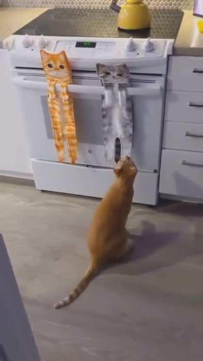 to punch another cat