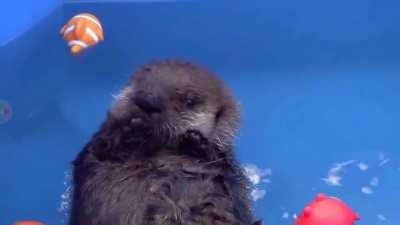 Baby Joey is not sure he likes water yet (Meeper from Vancouver Aquarium)
