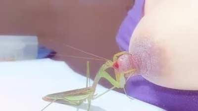 Cute mantis has a snack
