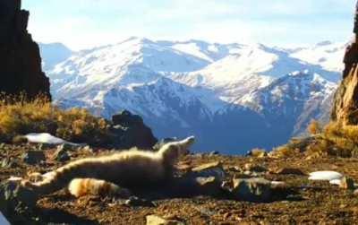 🔥 A gorgeous and incredibly rare Andean mountain cat messing around in front of a wildlife cam 🔥