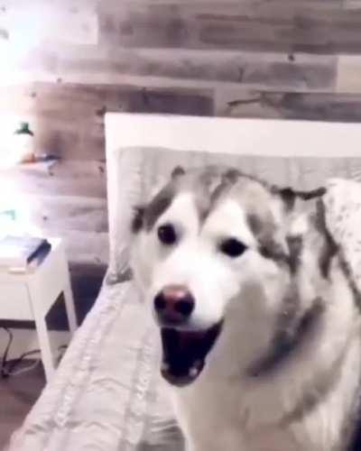 Yellow: I'm so tired because these two crazy people howl every day